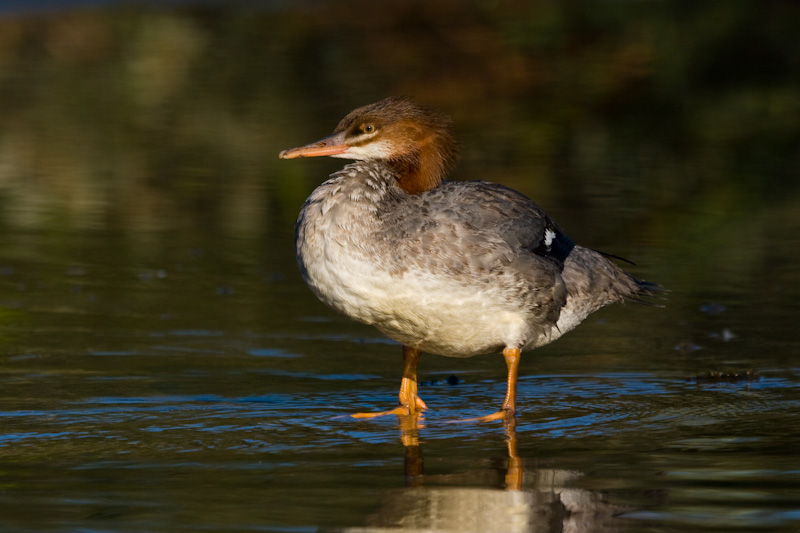 Common Merganser